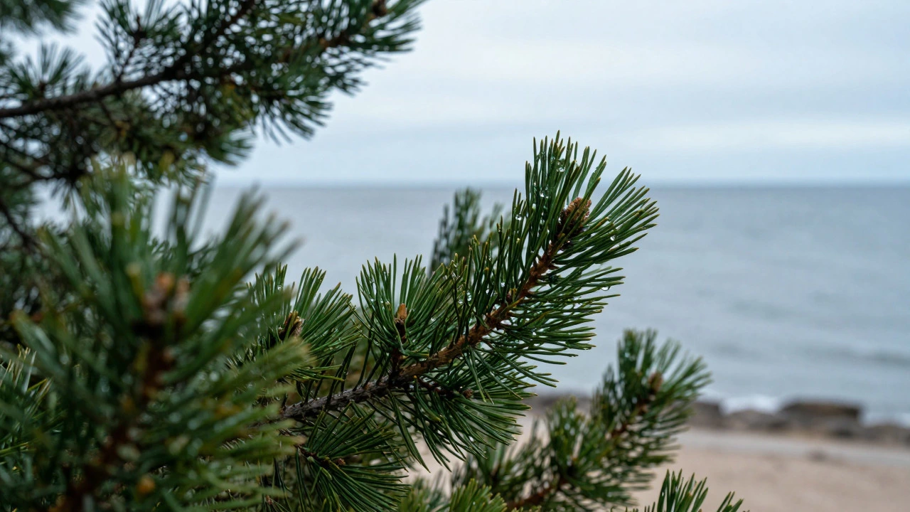Close-up of wet pine branches against a cool Baltic ocean background